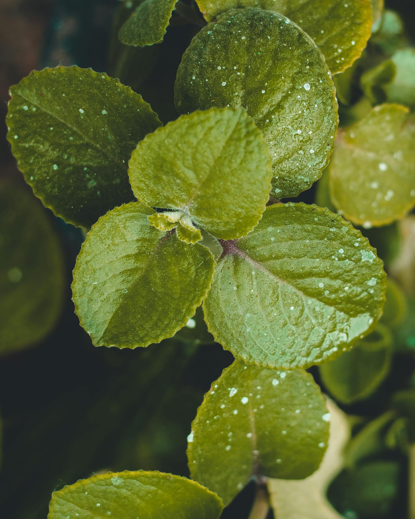 HERBAL ANTI-ACNE CREAM (60g)