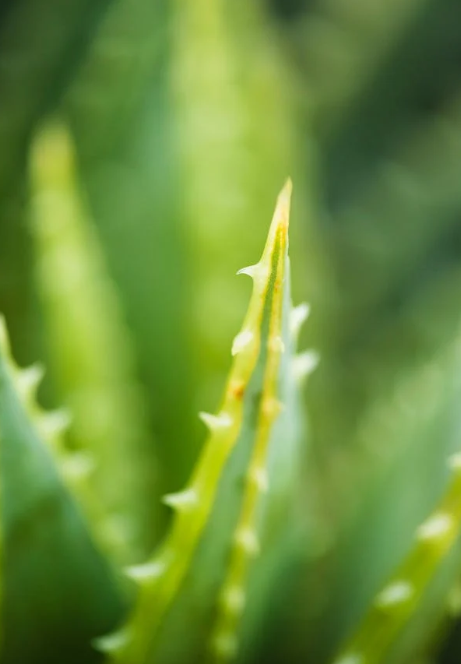 PURIFY SALICYLIC ACID MASK (300g)