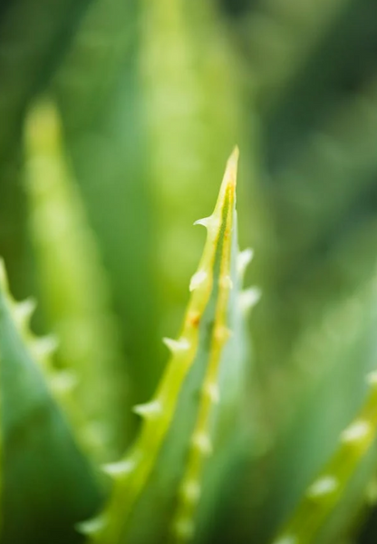 PURIFY SALICYLIC ACID MASK (300g)