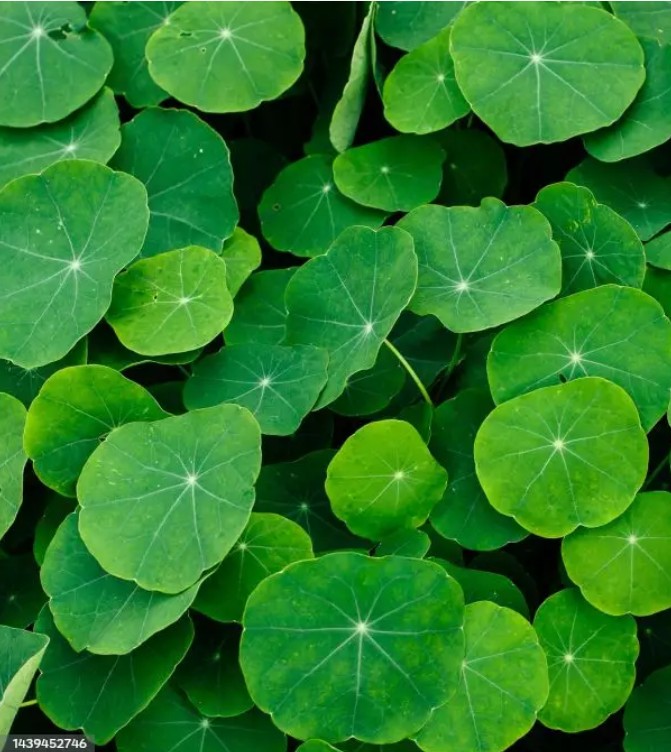 SOOTHING REPAIR CENTELLA SERUM (30ml)