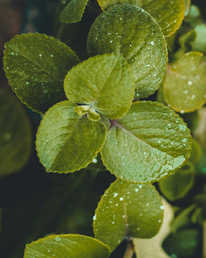 HERBAL ANTI-ACNE CREAM (60g)